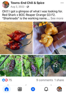 Sharknado Outbreak (T-E)(Pepper Seeds)