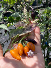 Load image into Gallery viewer, Orange Trixster (Pepper Seeds)