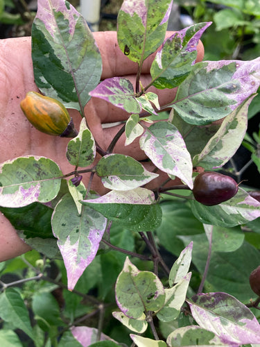 Trixster Polychrome Mix (Pepper Seeds)