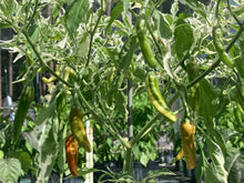 Load image into Gallery viewer, Tiger Thunder (Pepper Seeds)