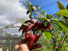 Load image into Gallery viewer, Pink Wendigo (T-E) (Pepper Seeds)