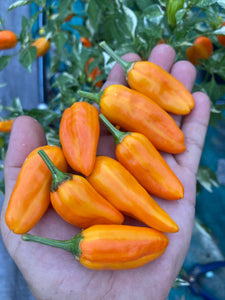 Orange Fish (Pepper Seeds)