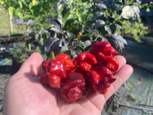 Load image into Gallery viewer, Maroon Voltron (T-E)(Pepper Seeds)