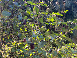 PurpleGum Black Cream (Pepper Seeds)