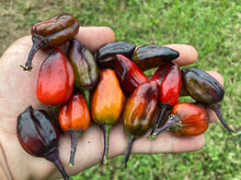 Load image into Gallery viewer, Bryan’s Vulcan Blood (Pepper Seeds)