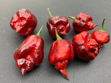 Load image into Gallery viewer, Maroon Voltron (T-E)(Pepper Seeds)