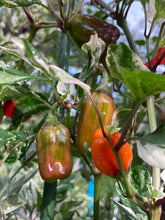 Load image into Gallery viewer, Tiger Anaheim (T-E Mix) (Pepper Seeds)