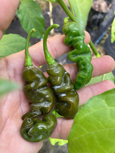 Habanero Mustard Lightning (Pepper Seeds)