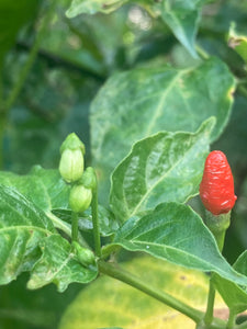 Peri Peri KZN (Pepper Seeds)