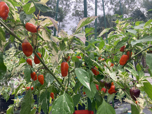 Thunder Nugs (Pepper Seeds)