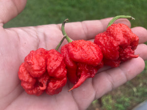 Carolina Reaper Red (Pepper Seeds)