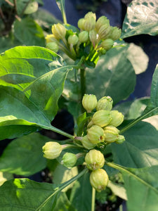 Jes's Morangum Orange (Pepper Seeds)