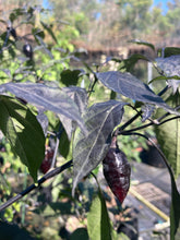 Load image into Gallery viewer, Chuparita (Mix)(T-E) (Pepper Seeds)