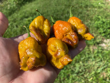 Load image into Gallery viewer, Golden Haze Horizon (Pepper Seeds)