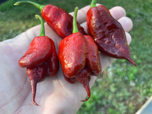 Voltron Caramel (T-E)(Pepper Seeds)