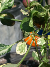 Load image into Gallery viewer, Tiger Anaheim (Pepper Seeds)