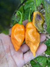 Load image into Gallery viewer, Pandora’s Box Pimenta Jolokia/PJ Mix (Pepper Seeds)