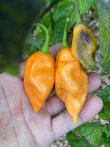 Pandora’s Box Pimenta Jolokia/PJ Mix (Pepper Seeds)