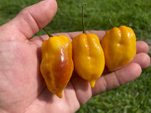 Load image into Gallery viewer, Purple Uprising Yellow (Pepper Seeds)