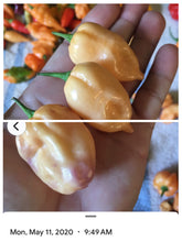 Load image into Gallery viewer, Purple Uprising Peach (Pepper Seeds)