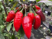 Load image into Gallery viewer, Red Wendigo (T-E) (Pepper Seeds)