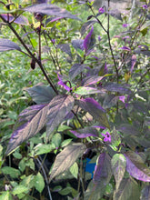 Load image into Gallery viewer, Red Trixster XD (Pepper Seeds)