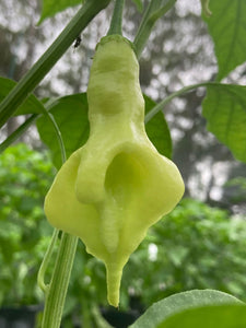 Soul Squeeze (Pepper Seeds)