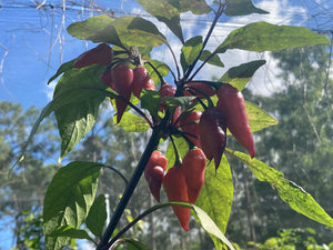 Pink Wendigo (T-E) (Pepper Seeds)