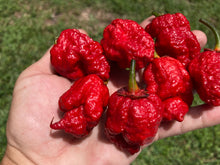 Load image into Gallery viewer, MedullaGum (Pepper Seeds)