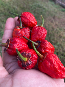 MedullaGum (Pepper Seeds)