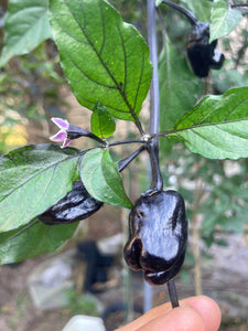 PurpleGum Black Cream (Pepper Seeds)