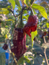 Load image into Gallery viewer, Maroon Voltron (T-E)(Pepper Seeds)