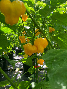 Kokomo Bonnet (Pepper Seeds)