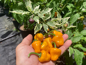 Anunnaki (Pepper Seeds)