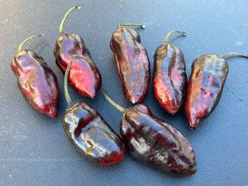 Red Horizon XD (Pepper Seeds) (Limited)