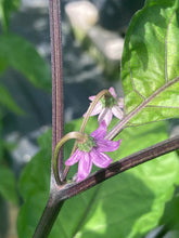 Load image into Gallery viewer, Bhut Jolokia Purple/Peach (Pepper Seeds)