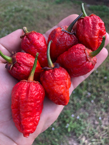 MedullaGum (Pepper Seeds)