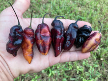 Load image into Gallery viewer, Pandora’s Box Pimenta Jolokia/PJ Mix (Pepper Seeds)