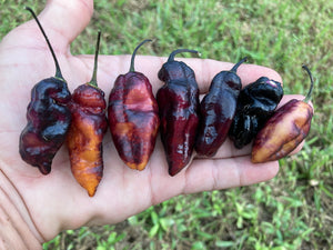 Pandora’s Box Pimenta Jolokia/PJ Mix (Pepper Seeds)