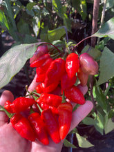 Load image into Gallery viewer, Red Wendigo (T-E) (Pepper Seeds)