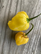 Load image into Gallery viewer, Purple Uprising Yellow (Pepper Seeds)