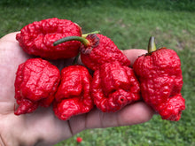 Load image into Gallery viewer, MedullaGum (Pepper Seeds)
