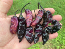 Load image into Gallery viewer, Pandora’s Box Pimenta Jolokia/PJ Mix (Pepper Seeds)