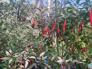 Daywalker (T-E) (Pepper Seeds)