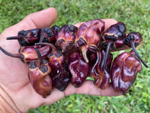 Load image into Gallery viewer, Dark BBG Horizon (Pepper Seeds)