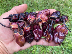 Dark BBG Horizon (Pepper Seeds)