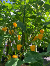 Load image into Gallery viewer, Kokomo Bonnet (Pepper Seeds)