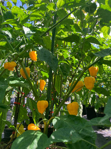 Kokomo Bonnet (Pepper Seeds)