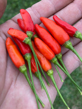 Load image into Gallery viewer, Tabasco Red (Pepper Seeds)