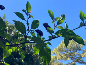 PurpleGum Black Cream (Pepper Seeds)